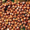 Nocciole_01