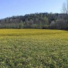 01_Tarassaco_J1600x1200-183